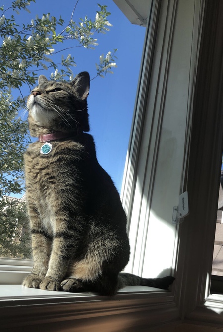 Entry image for Nala. Clicking this image will show a larger photo