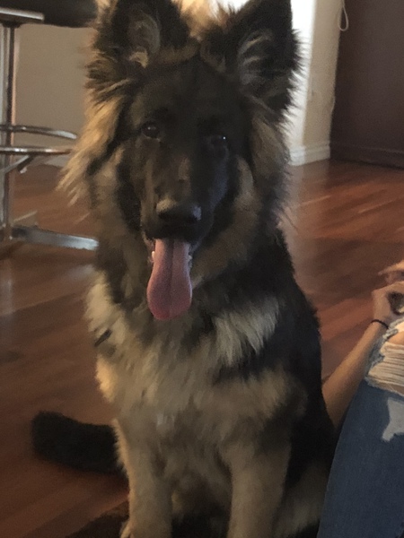 Entry image for Max. Clicking this image will show a larger photo