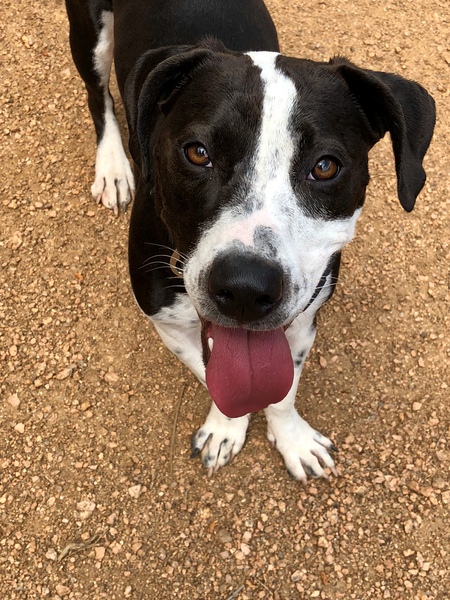 Entry image for Kona. Clicking this image will show a larger photo