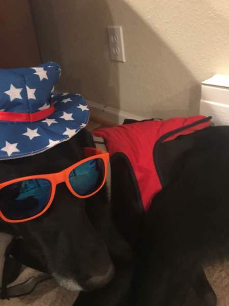 Entry image for Patches Andrews . Clicking this image will show a larger photo