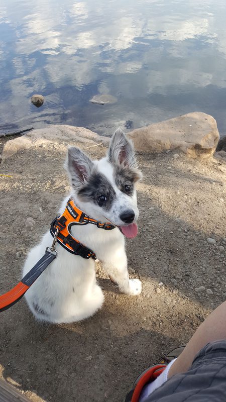 Entry image for Piper. Clicking this image will show a larger photo