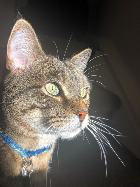 Entry image for Tony. Clicking this image will show a larger photo