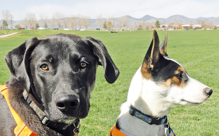 Entry image for Trooper and Domino. Clicking this image will show a larger photo