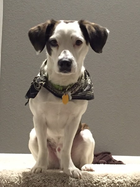 Entry image for Charlie. Clicking this image will show a larger photo