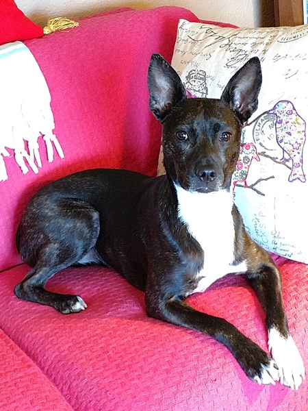 Entry image for Sadie. Clicking this image will show a larger photo