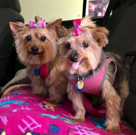 Entry image for Millie. Clicking this image will show a larger photo