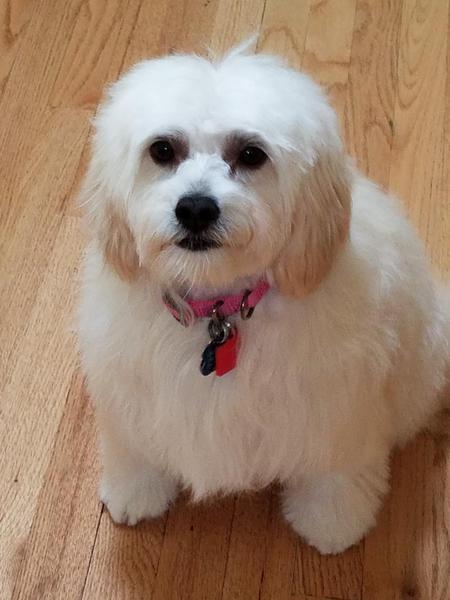 Entry image for Piper. Clicking this image will show a larger photo