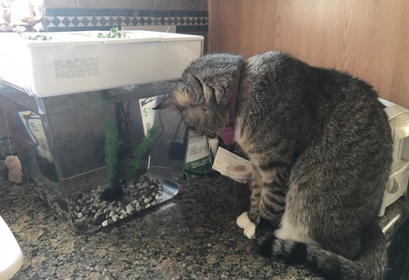 Entry image for Riliegh. Clicking this image will show a larger photo