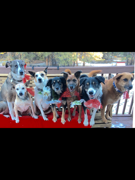 Entry image for Jack,  Yessy, Tanzi, Molly, Reese, screwy Louie, smudge (all rescues). Clicking this image will show a larger photo
