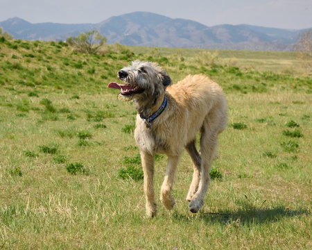 Entry image for Groot. Clicking this image will show a larger photo