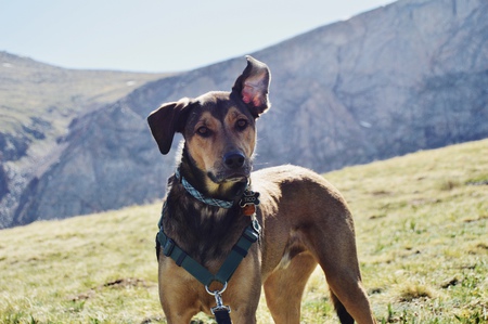 Entry image for Tico. Clicking this image will show a larger photo