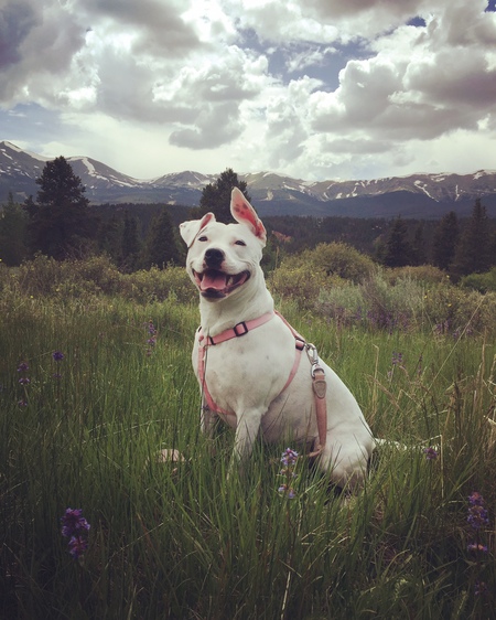 Entry image for Izzy. Clicking this image will show a larger photo