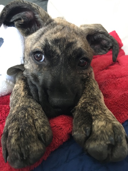 Entry image for Avery. Clicking this image will show a larger photo