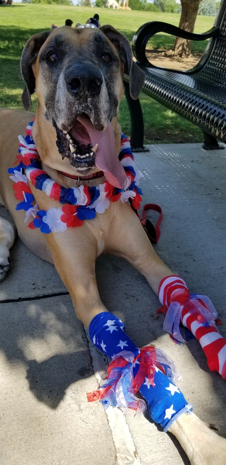 Entry image for Moose. Clicking this image will show a larger photo