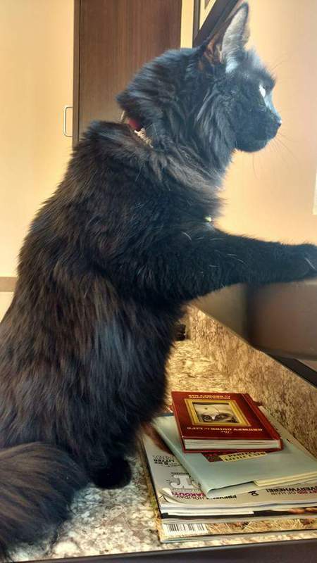 Entry image for Ophira. Clicking this image will show a larger photo