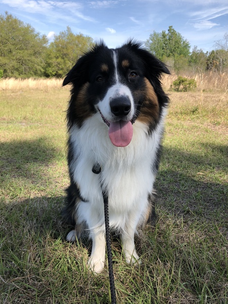 Entry image for Wren. Clicking this image will show a larger photo