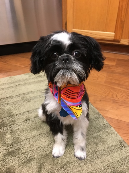 Entry image for Lulu. Clicking this image will show a larger photo