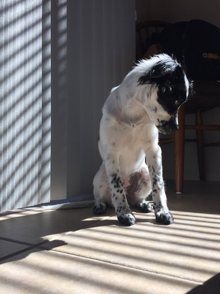 Entry image for Tanta. Clicking this image will show a larger photo