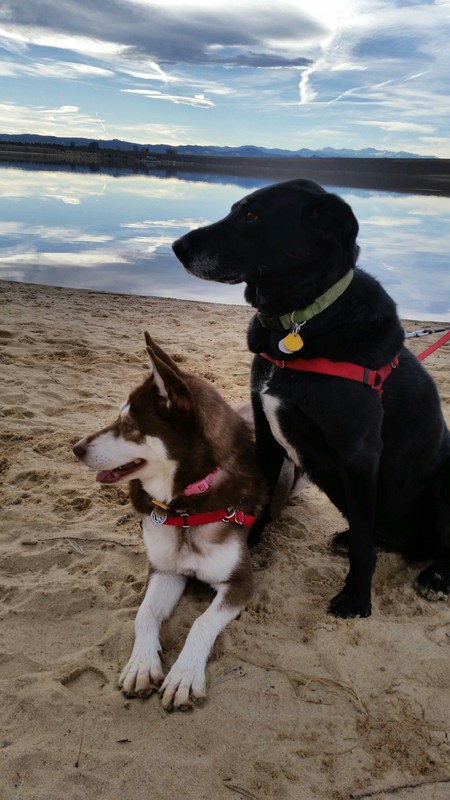 Entry image for Nala and Liberty Belle. Clicking this image will show a larger photo