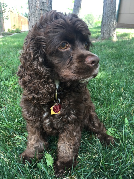 Entry image for Goofy. Clicking this image will show a larger photo