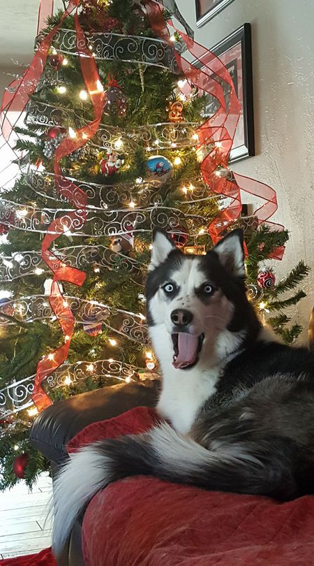 Entry image for Mayaluna . Clicking this image will show a larger photo