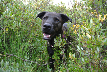 Entry image for Della Mae. Clicking this image will show a larger photo