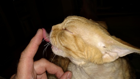 Entry image for Mister Cat. Clicking this image will show a larger photo