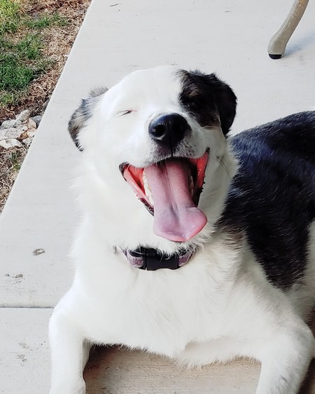 Entry image for Noshi. Clicking this image will show a larger photo