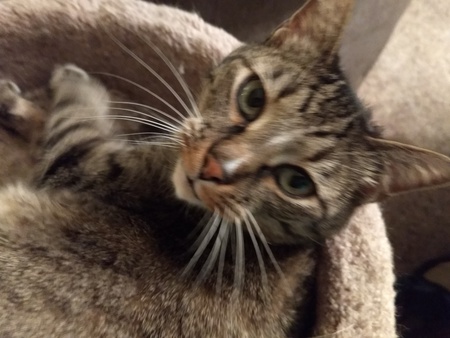 Entry image for Teton. Clicking this image will show a larger photo