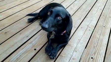 Entry image for Izzy. Clicking this image will show a larger photo