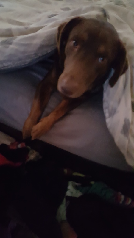 Entry image for Grommet. Clicking this image will show a larger photo