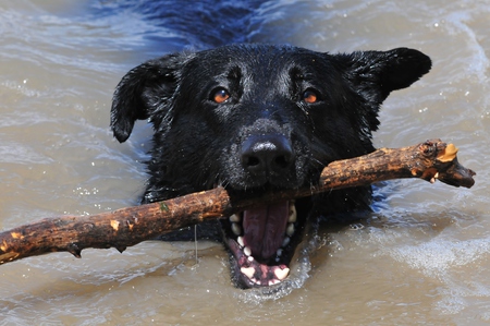 Entry image for Starbuck. Clicking this image will show a larger photo