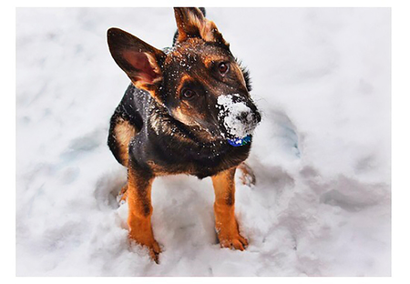 Entry image for Roland. Clicking this image will show a larger photo