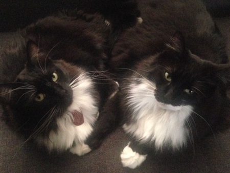 Entry image for Mae and Belle. Clicking this image will show a larger photo