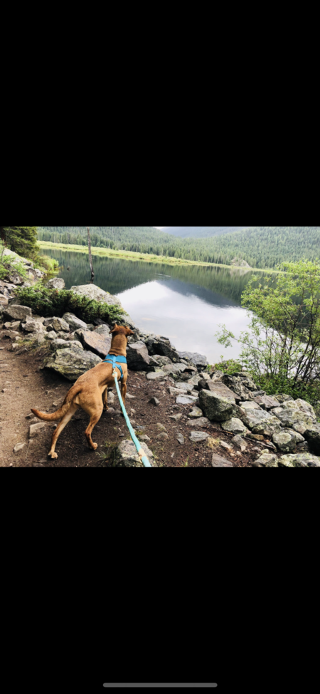 Entry image for Lily. Clicking this image will show a larger photo