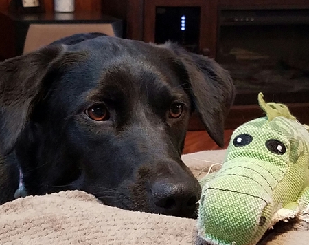 Entry image for Dixye. Clicking this image will show a larger photo