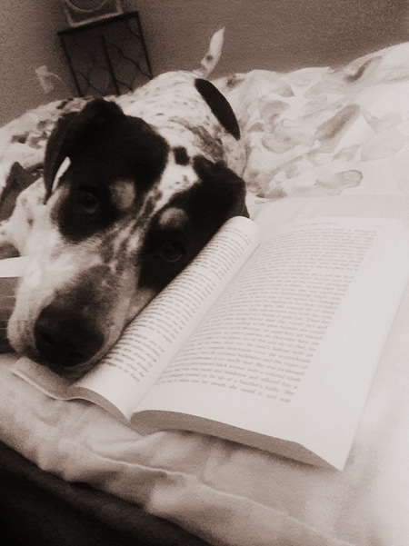 Entry image for Dude . Clicking this image will show a larger photo