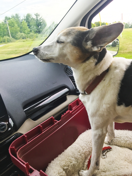 Entry image for Zuke. Clicking this image will show a larger photo