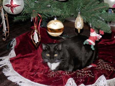 Entry image for Molly. Clicking this image will show a larger photo