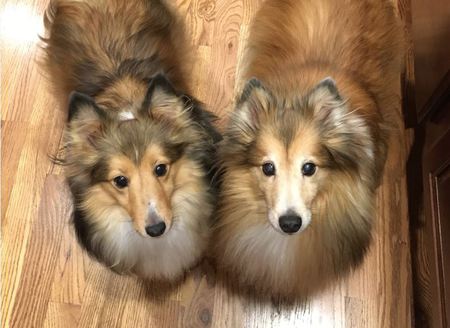 Entry image for Emmie & Pixie. Clicking this image will show a larger photo