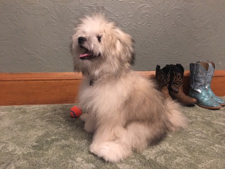 Entry image for Koda. Clicking this image will show a larger photo