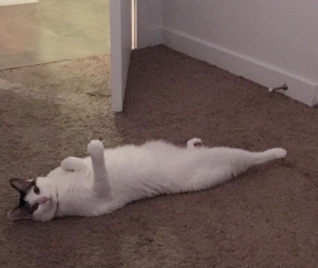 Entry image for Aspen. Clicking this image will show a larger photo