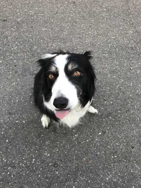 Entry image for Bonsai. Clicking this image will show a larger photo