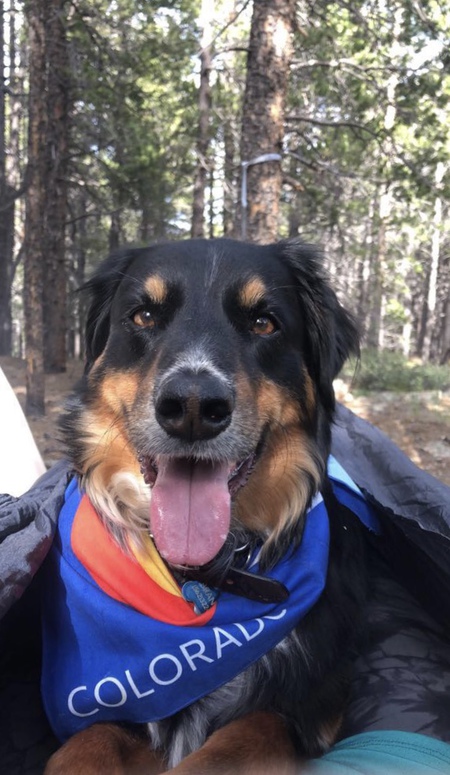 Entry image for Brando. Clicking this image will show a larger photo