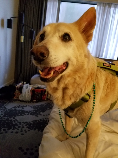 Entry image for Padrigh. Clicking this image will show a larger photo