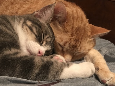 Entry image for AJ (grey) and Steve (orange). Clicking this image will show a larger photo