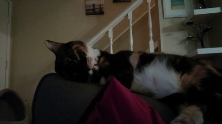 Entry image for Willow. Clicking this image will show a larger photo