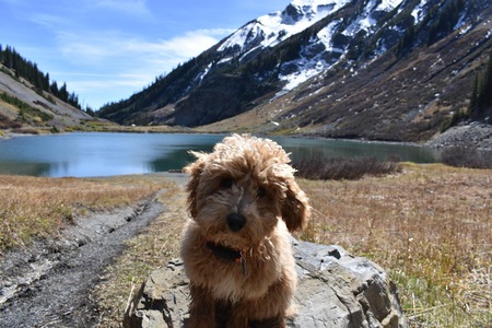 Entry image for Obi . Clicking this image will show a larger photo