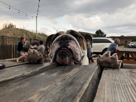 Entry image for Stella. Clicking this image will show a larger photo