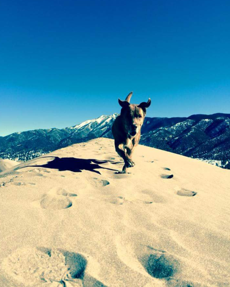 Entry image for Ranger. Clicking this image will show a larger photo